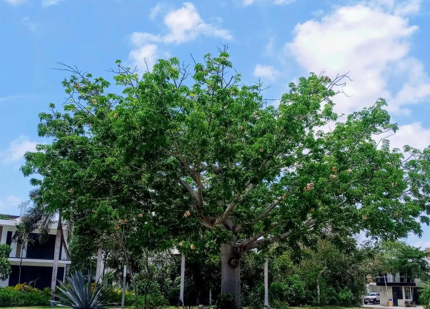 Apartment بلايا ديل كارمن 0*,  المكسيك
